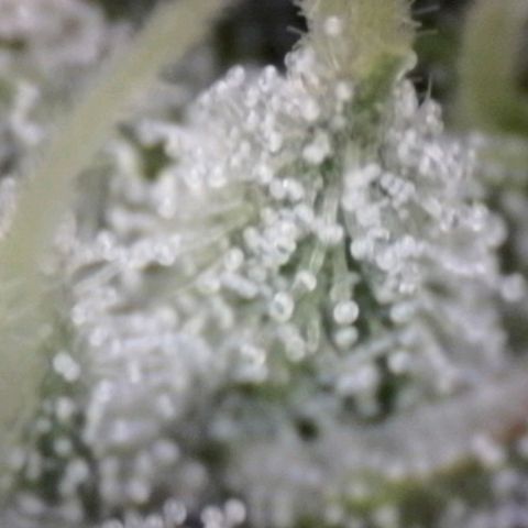 Blue Moby Fotoperíodo growlog timeline photo