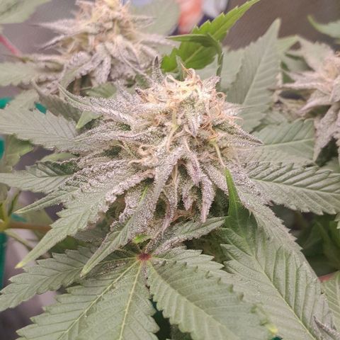Sugar Bomb Punch® growlog timeline photo