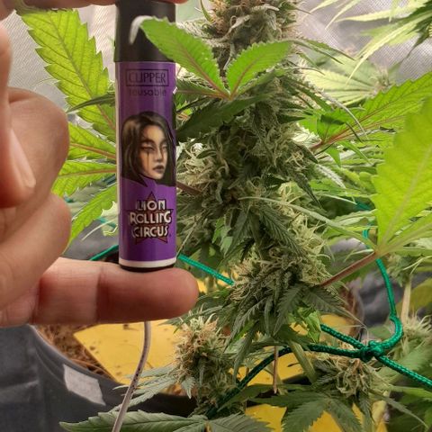 Amnésia Haze Fotoperiodo growlog timeline photo