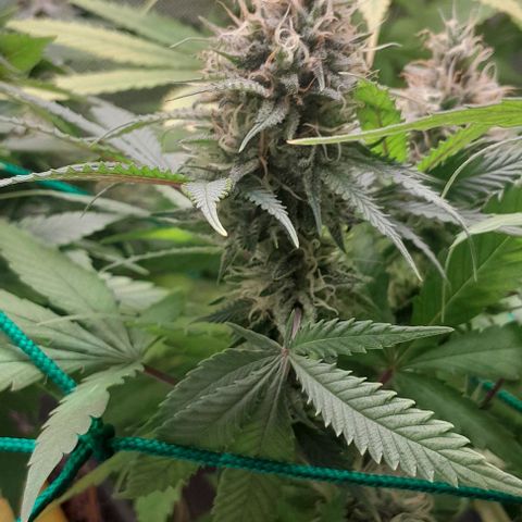 Amnésia Haze Fotoperiodo growlog timeline photo