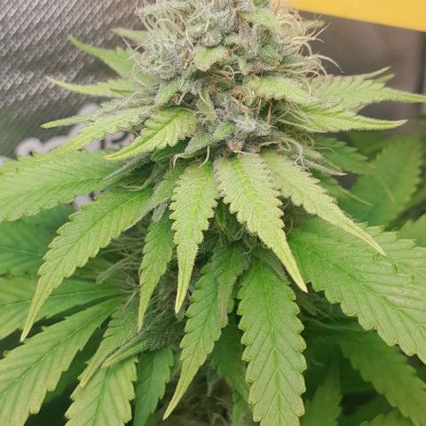 Blue Moby Fotoperíodo growlog timeline photo