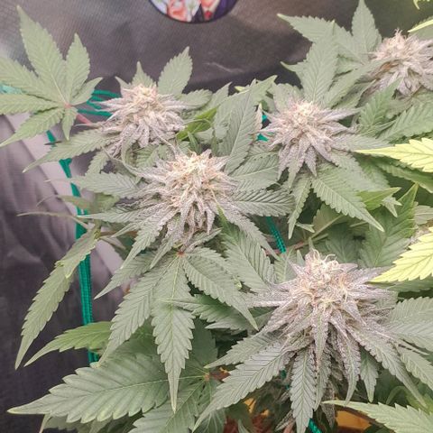 Sugar Bomb Punch® growlog timeline photo