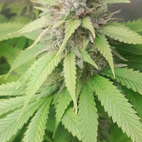 Blue Moby Fotoperíodo growlog timeline photo