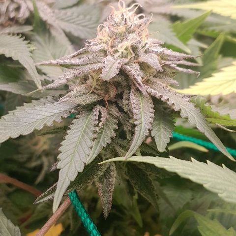 Sugar Bomb Punch® growlog timeline photo