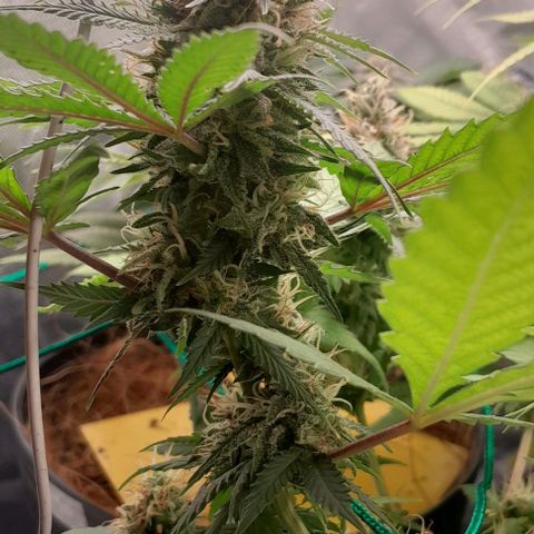 Amnésia Haze Fotoperiodo growlog timeline photo
