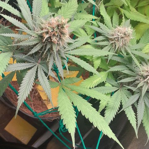 Amnésia Haze Fotoperiodo growlog timeline photo