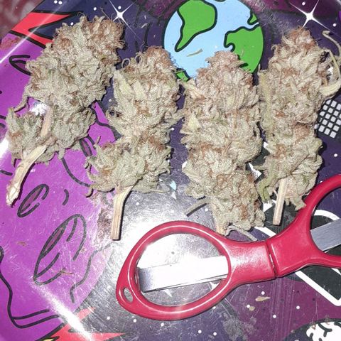 HulkBerry Fotoperíodo growlog photo: Resultado da poda TOP, 4 TopBuds bem duros e bem resinados