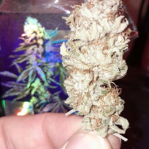 HulkBerry Fotoperíodo growlog timeline photo
