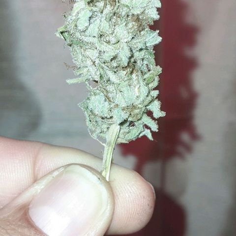 HulkBerry Fotoperíodo growlog photo: Resultado da poda TOP, 4 TopBuds bem duros e bem resinados
