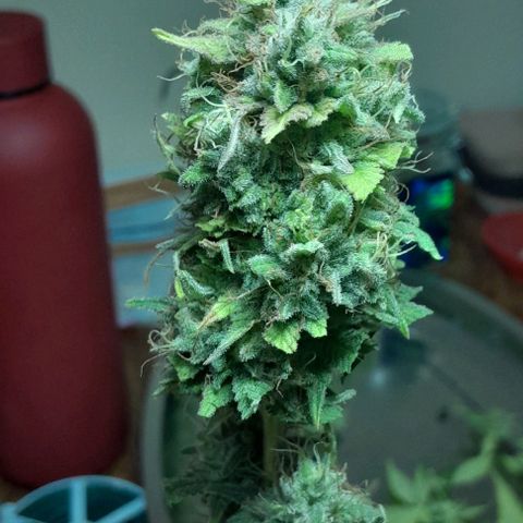 Blue Moby Fotoperíodo growlog timeline photo