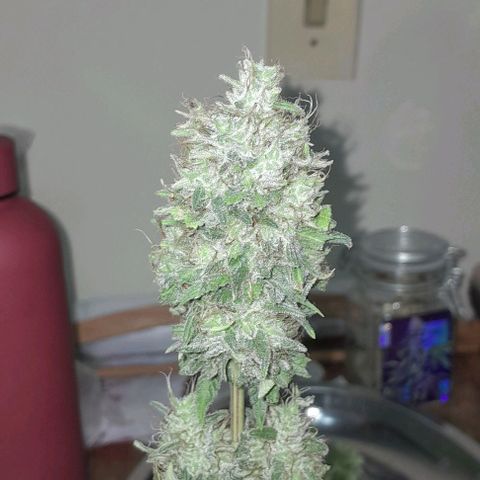 Blue Moby Fotoperíodo growlog timeline photo
