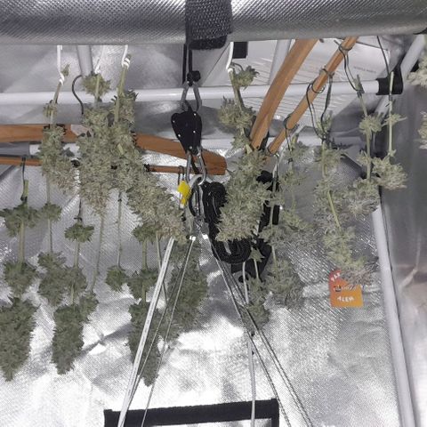 Amnésia Haze Fotoperiodo growlog timeline photo