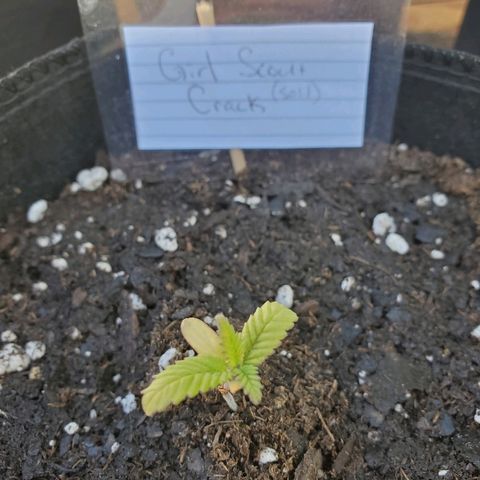 Girl Scout Crack (soil) growlog photo: Transplant Day!!!