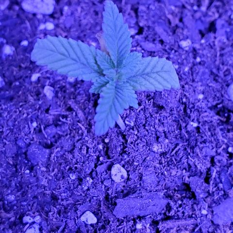 Girl Scout Crack (soil) growlog timeline photo