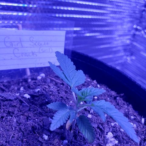 Girl Scout Crack (soil) growlog timeline photo