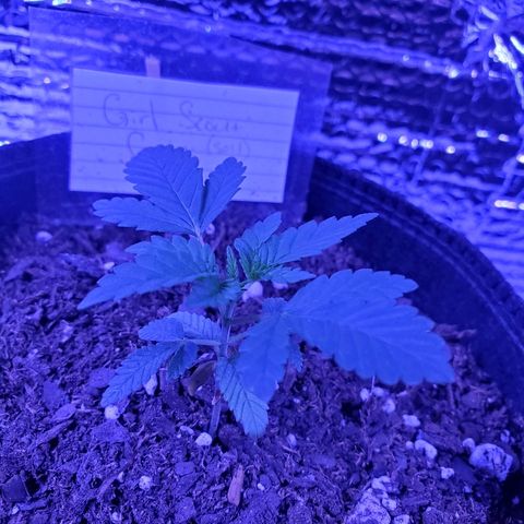 Girl Scout Crack (soil) growlog timeline photo