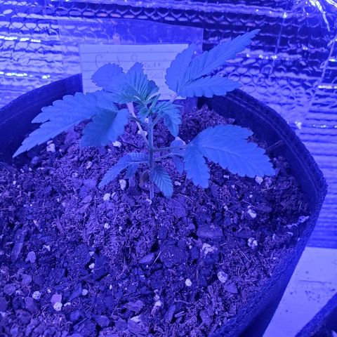 Girl Scout Crack (soil) growlog timeline photo