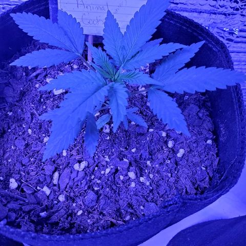 Girl Scout Crack (soil) growlog timeline photo