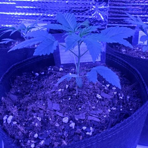 Girl Scout Crack (soil) growlog timeline photo
