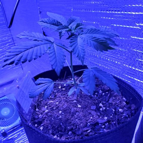 Girl Scout Crack (soil) growlog timeline photo