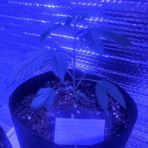 Girl Scout Crack (soil) growlog timeline photo