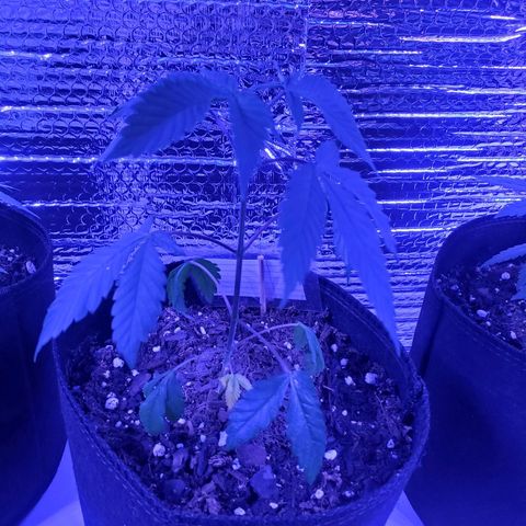 Girl Scout Crack (soil) growlog timeline photo