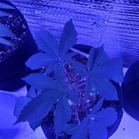 Girl Scout Crack (soil) growlog timeline photo