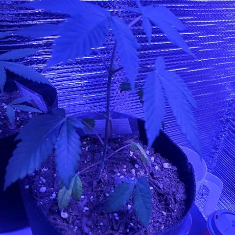 Girl Scout Crack (soil) growlog timeline photo