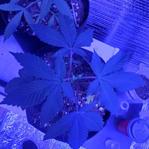 Girl Scout Crack (soil) growlog timeline photo