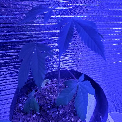 Girl Scout Crack (soil) growlog timeline photo