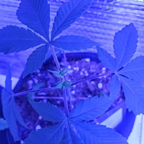 Girl Scout Crack (soil) growlog timeline photo