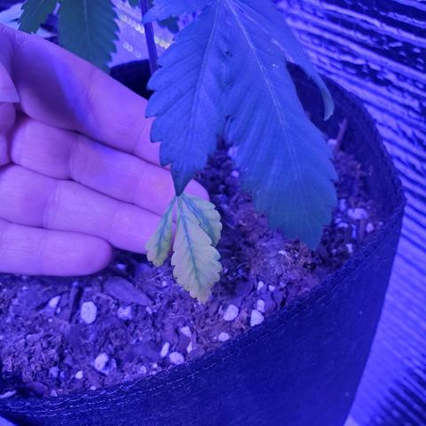 Girl Scout Crack (soil) growlog timeline photo