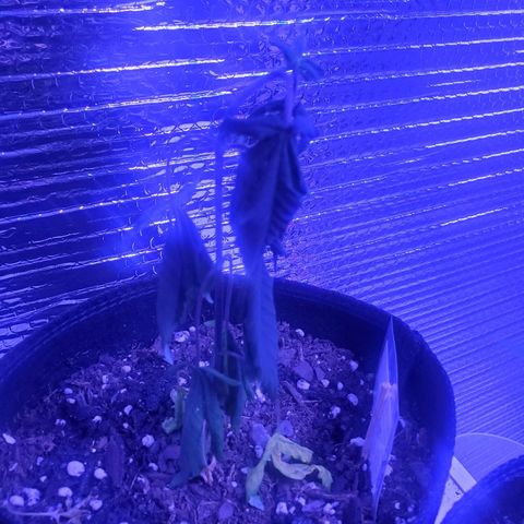 Girl Scout Crack (soil) growlog timeline photo