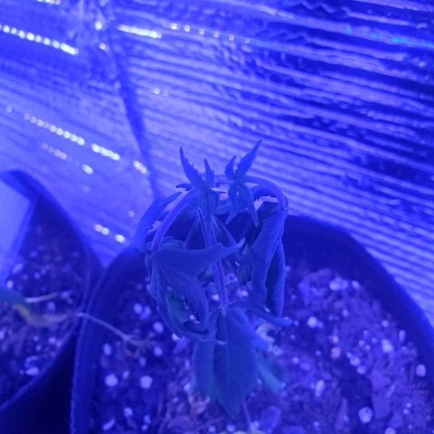 Girl Scout Crack (soil) growlog timeline photo