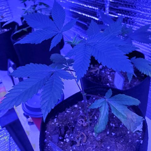 Girl Scout Crack (soil) growlog timeline photo