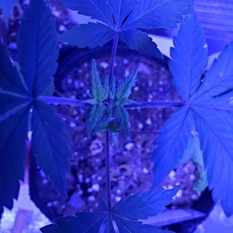 Girl Scout Crack (soil) growlog timeline photo