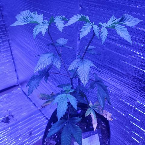 Girl Scout Crack (soil) growlog timeline photo