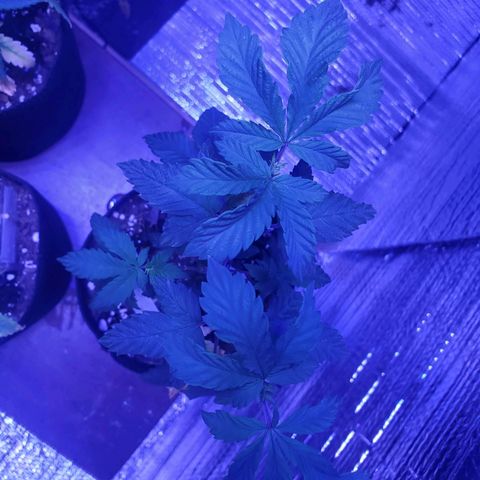 Girl Scout Crack (soil) growlog timeline photo