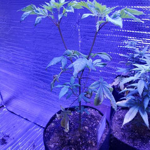 Girl Scout Crack (soil) growlog timeline photo