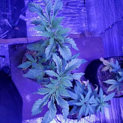 Girl Scout Crack (soil) growlog timeline photo