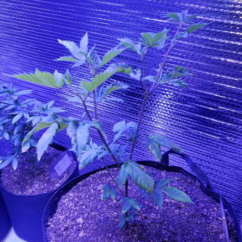 Girl Scout Crack (soil) growlog timeline photo