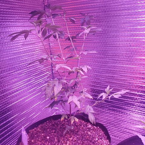 Girl Scout Crack (soil) growlog timeline photo