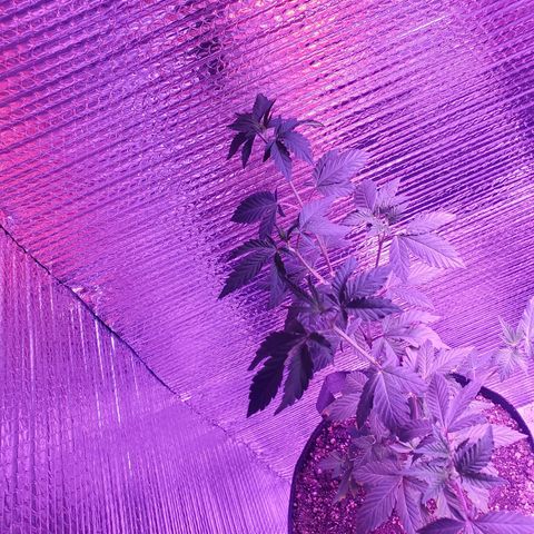 Girl Scout Crack (soil) growlog timeline photo