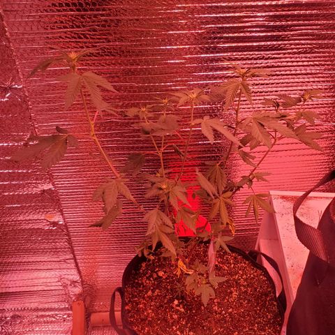 Girl Scout Crack (soil) growlog timeline photo