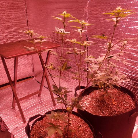 Girl Scout Crack (soil) growlog timeline photo