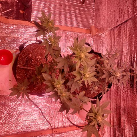 Girl Scout Crack (soil) growlog timeline photo