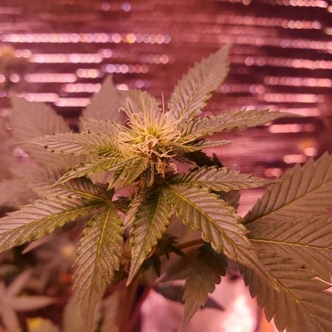 Girl Scout Crack (soil) growlog timeline photo