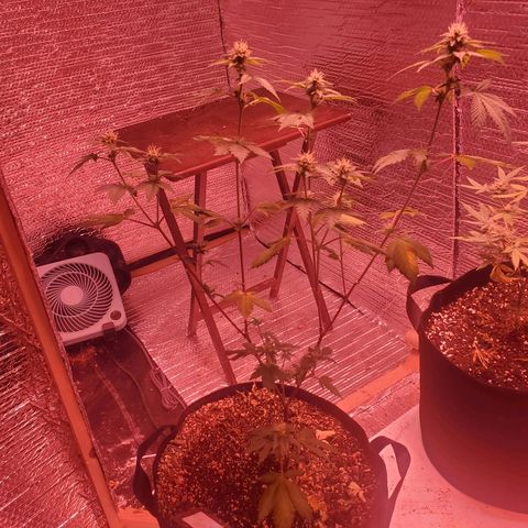 Girl Scout Crack (soil) growlog timeline photo