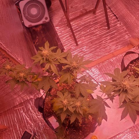 Girl Scout Crack (soil) growlog timeline photo