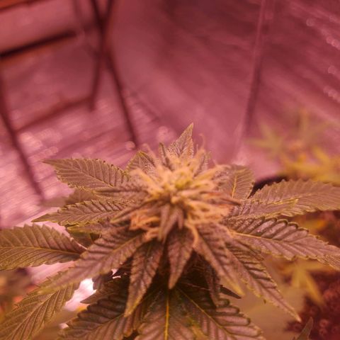 Girl Scout Crack (soil) growlog timeline photo